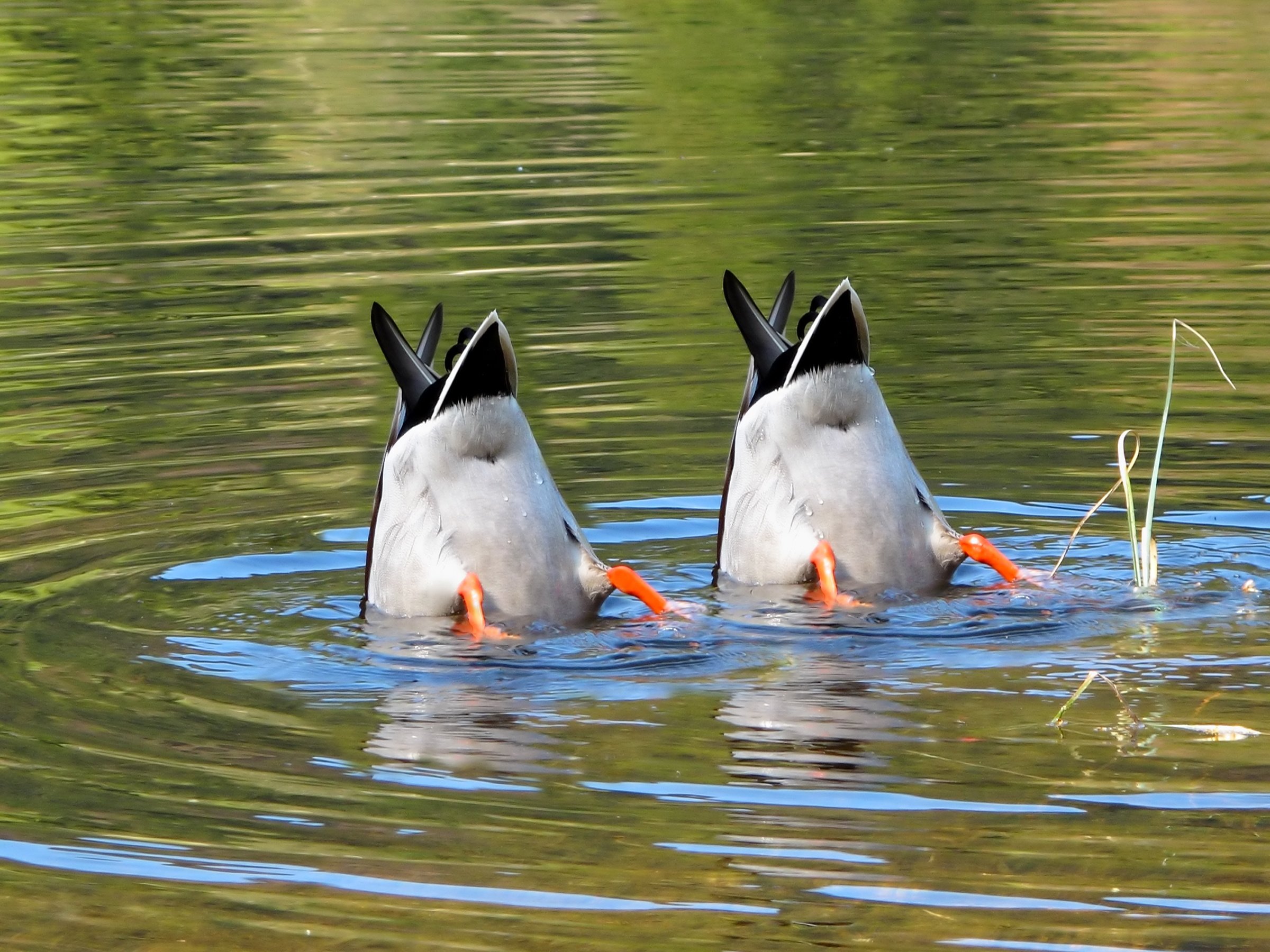 What Does Allocating Marketing ROI Have in Common with Duck Hunting?