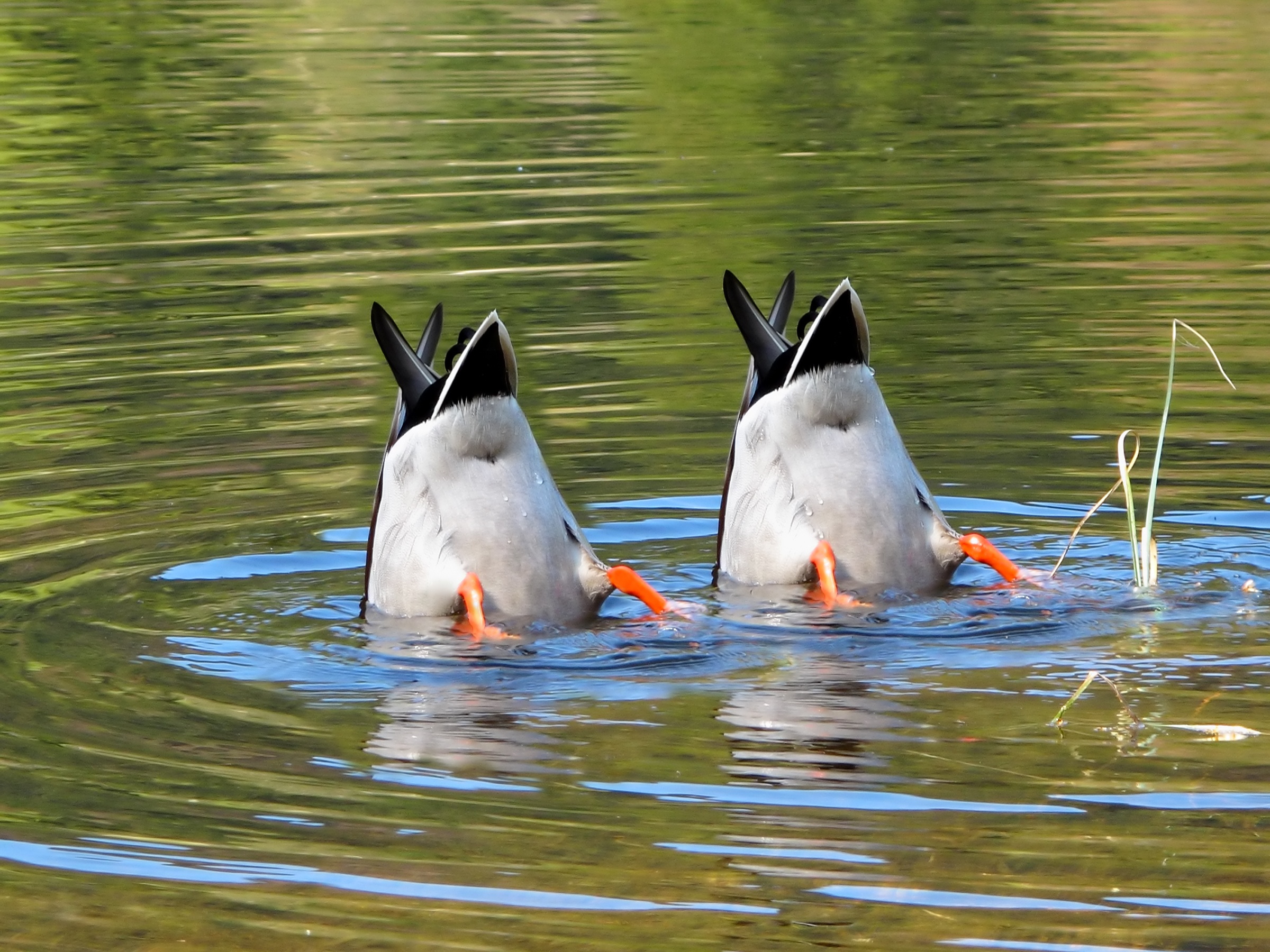 What Does Allocating Marketing ROI Have in Common with Duck Hunting?